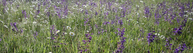 Eine artenreiche Wiese im Blühaspekt mit violettem Wiesen-Salbei und weißen Margeriten.