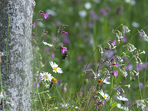 Auf einer Wiese mit verschiedenen heimischen Blühpflanzen sucht eine Hummel nach Nahrung. Seitlich an der Wiese befindet sich ein Baumstamm.