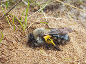 Eine Wildbiene auf sandigem Boden