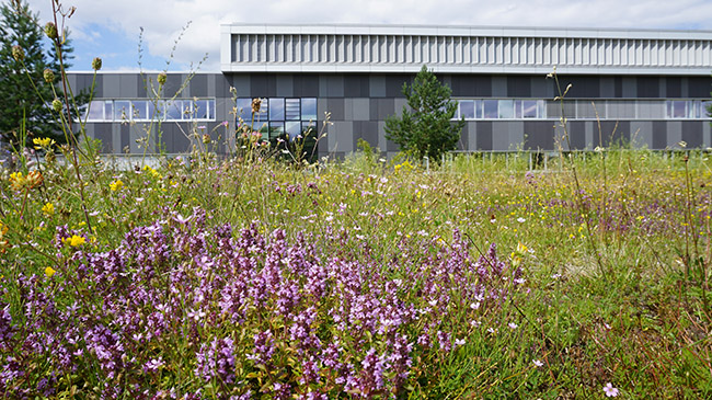 Extensiv genutztes Grünland mit Pflanzen mit lila Blüten vor einem Gebäude