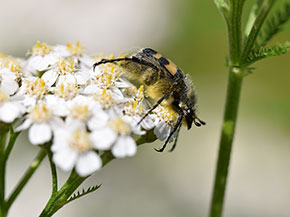 Ein schwarz-gelb gestreifter Käfer auf einer gelben Blüte mit weißen Blütenblättern