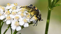 Ein schwarz-gelb gestreifter Käfer auf einer gelben Blüte mit weißen Blütenblättern