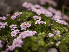 Foto eines Polsters mit hellvioletten Blüten.