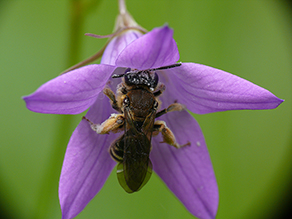 Braune Schuppensandbiene auf einer Glockenblume.