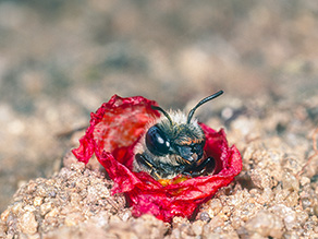 Mohnbiene am Eingang ihres mit Mohnblüten ausgekleideten Nests.