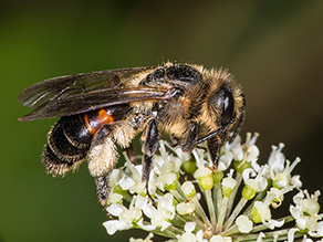 Bärenklau-Sandbiene auf Blüte.