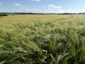 Feld mit nur einer einzigen Pflanzenart.