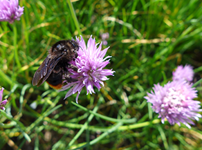 Eine Hummel sitzt auf einer Blüte.