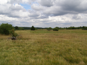 Offene Landschaft mit Borstgrasrasen und einzelnen Büschen und Bäumen im Hintergrund.