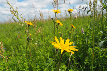 Blumenwiese mit gelben Blüten.