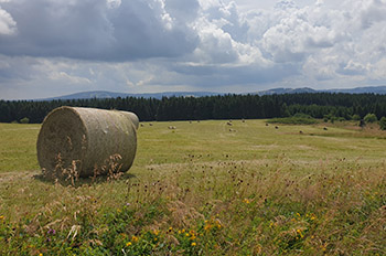 Ein Heuballen auf einer gemähten Wiese.