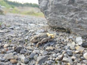 Männliche Geburtshelferkröte mit Laichschnüren.