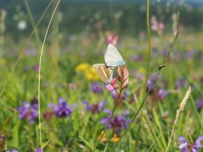 Männlicher und weiblicher Streifenbläuling auf einer Sand-Esparsette (Onobrychis arenaria).