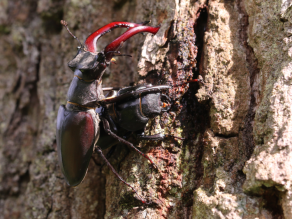 Hirschkäferpärchen an einem Baum mit verletzter Rinde.