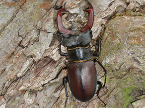 Rotbrauner Hirschkäfer an einem Baum.