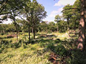 Wiederaustreibende Baumstümpfe und blühende Blumen im Wald