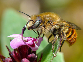 Goldene Schneckenhausbiene im Anflug auf eine Blüte