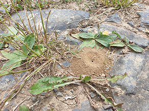 Spärlich bewachsener, steiniger Boden mit Nesteingang einer Wildbiene 