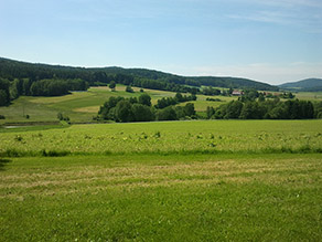 Wiesenlandschaft mit Bäumen auf Hügel im Hintergrund