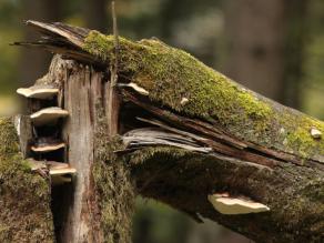 Abgestorbener Baum