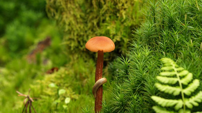 Kleiner Ausschnitt eines Waldbodens