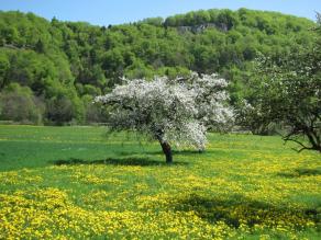 Wiesenlandschaft