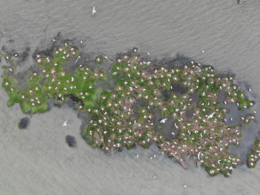 In der Bildmitte eine von Wasser umgebene Insel aus großen Steinblöcken. Auf der Insel selbst sind grüner Bewuchs und zahlreiche weiße Lachmöwen, die zum Teil umherfliegen.