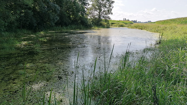 Ein teilweise beschatteter Bach oder Graben fließt durch eine Wiese, links stehen Gehölze.