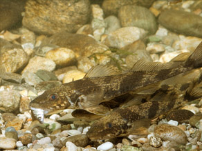 Ein hell und dunkel gemusterter Fisch versteckt sich in steinigem Bachgrund.
