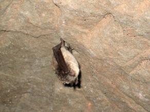 Zu sehen ist eine Fledermaus mit braunem Rückenfell und deutlich hellerem Bauch, die von einer felsigen Oberfläche herabhängt. Das Fell ist von der Umgebungsnässe sichtbar zerzaust. Zu sehen ist eine Fledermaus mit braunem Rückenfell und deutlich hellerem Bauch, die von einer felsigen Oberfläche herabhängt. Das Fell ist von der Umgebungsnässe sichtbar zerzaust.