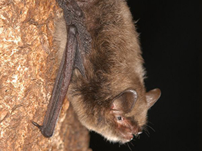 Auf dem Foto ist eine kleine Fledermaus mit hellbraunem Fell zu sehen, die kopfüber an der Borke eines Baumes hängt.