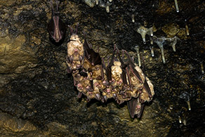 Eine Gruppe von Fledermäusen hängt eng beieinander kopfüber von einer felsigen Decke.