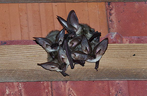 Eine Gruppe von fünf Fledermäusen mit sehr langen Ohren hängen von einem hölzernen Dachbalken herab.