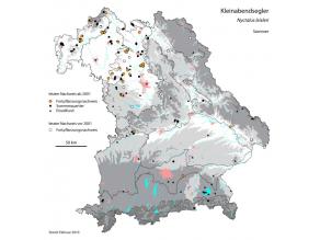 Bayernkarte in der per Punktsymbol die Sommernachweise des Kleinabendseglers seit 2001 eingetragen sind. Deutlich erkennt man den Schwerpunkt der Fortpflanzungsnachweise im nordwestbayerischen Raum, in den anderen Gebieten Bayern sind nur wenige Einzelnachweise vorhanden/ Grafik: Koordinationsstellen für Fledermausschutz, 2010