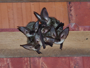 Fünf Fledermäuse mit sehr großen Ohren, die unterhalb von Dachziegeln an einer Dachlatte hängen und herabschauen.