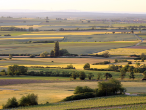 Landschaft in Gelb- und Grüntönen, die von Landwirtschaft geprägt ist. Zwischen den Feldern sind häufig Bäume und Büsche zu sehen.