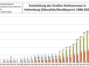 Zu sehen ist ein Balkendiagramm, das auf der x-Achse den Zeitraum von 1986 bis 2021 abbildet und auf der y-Achse die jährlichen Zahlen der Winterzählung in blau, der Sommerzählung in gelb, der Geburten in rot und der Totfunde von Jungtieren in schwarz am Fledermaushaus in Hohenburg zeigt. Während sich die Zahlen der Sommerzählung von 1992 bis 2010 bereits von 21 auf 50 Tiere mehr als verdoppelt haben, ist die Wochenstubenkolonie im Jahr 2021 auf 341 Tiere massiv angewachsen. Auch die Zahl der überwinternden Tiere hat sich zwischen 1986 und 2021 innerhalb von 35 Jahren von 11 auf 337 Tiere vervielfacht.
