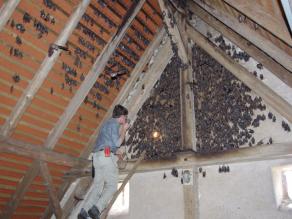 Zu sehen ist eine Person, die in einem Dachstuhl auf einer Leiter steht und mit einer Taschenlampe Fledermäuse zählt, die an der Wand des Gebäudes hängen. Eine Vielzahl an braunen und grauen Fledermäusen hängen an Wand und Decke oder fliegen durch den Dachstuhl.