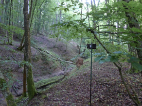 Bild eines Eichenmischwalds mit einem Graben; im Vordergrund rechts steht ein Gerät zur Aufzeichnung von Fledermausrufen.