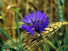 Kornblume (Centaurea cyanus)