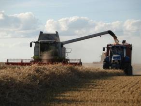 Getreideernte mit mehreren großen Erntemaschinen im Einsatz