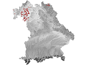 Bayernkarte: Hauptverbreitungsschwerpunkt ist in Unterfranken im Naturraum Mainfränkische Platten mit vielen Vorkommen, kleiner Verbreitungsschwerpunkt im nordwestlichen Oberfranken, zwei vereinzelte Vorkommen im westlichen Unterfranken