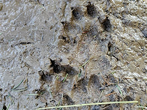 Zwei Pfotenabdrücke von einem Fischotter auf schlammigem Untergrund. Zwei Pfotenabdrücke von einem Fischotter auf schlammigem Untergrund.