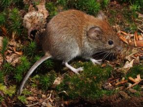 Maus mit rötlichem Fell und grauen Flanken im Profil, auf Moosboden sitzend