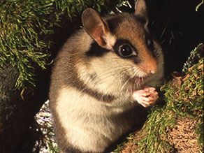 Zwei Gartenschläfer auf bemoostem Ast, mit ihren Kennzeichen, dem auffälligen schwarzen Augenstreif, der sich zu den Ohren hin verbreitert und wie eine Gesichtsmaske aussieht