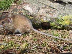 Maus mit großen Augen und Ohren und mit langem Schwanz.