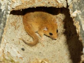 Haselmaus in einem geöffneten Nistkasten aus Beton von oben fotografiert