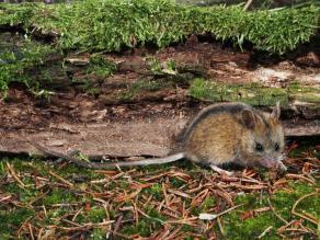 Maus mit schwarzem Strich auf Kopf und Rückenmitte auf Moosboden vor bemoosten Holzast