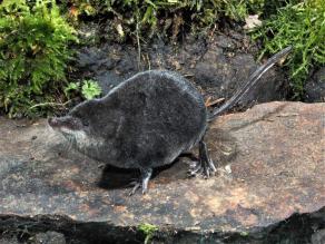 Spitzmaus im Halbprofil, mit dunklem dichten Fell, den länglichen Kopf in riechender Position nach oben streckend, auf Stein sitzend