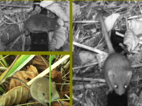 Drei Aufnahmen mit der Wildkamera, links oben Nachtaufnahme und unten Tagaufnahme einer Zwergmaus, rechts Nachtaufnahme einer Haselmaus